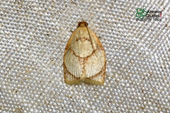 Adoxophyes moderatana