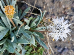 Raillardella argentea