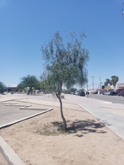 Acacia salicina