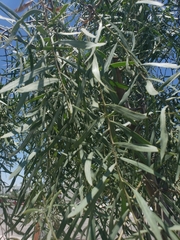Acacia salicina