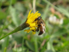 Eristalis tenax