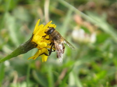 Eristalis tenax