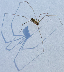 Pholcus opilionoides