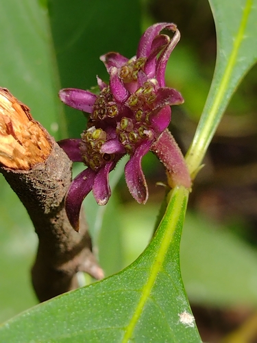 Image of Palicourea hoffmannseggiana by (c) Lucas Kaminski, some rights reserved (CC BY)
