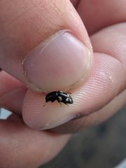 Glischrochilus quadrisignatus