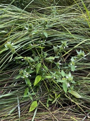 Galeopsis