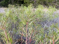 Stillingia texana