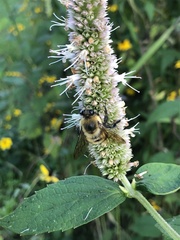 Bombus griseocollis