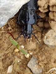 Pterostichus