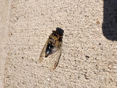 Neotibicen canicularis