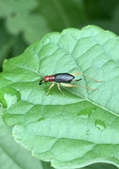 Phyllopalpus pulchellus