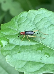 Phyllopalpus pulchellus