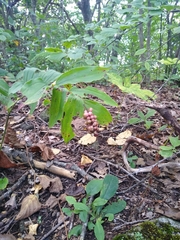 Maianthemum racemosum