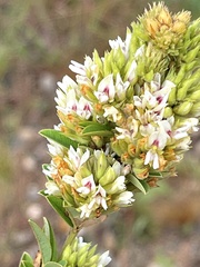 Lespedeza capitata
