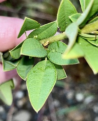 Lespedeza capitata