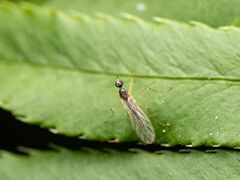 Empidoidea