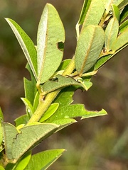 Lespedeza capitata