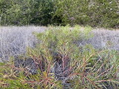 Stillingia texana