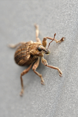 Brachypera zoilus