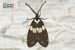 Eterusia aedea