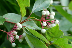 Cornus racemosa