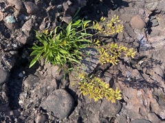 Solidago simplex