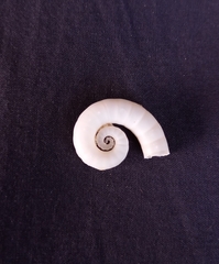 Spirula spirula