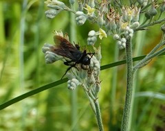 Pygodasis quadrimaculata
