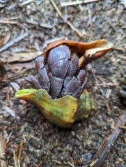 Coenobita violascens