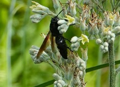 Pygodasis quadrimaculata