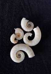 Spirula spirula