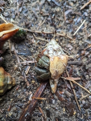 Coenobita violascens
