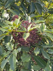 Pseudopanax arboreus