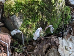 Monotropa uniflora