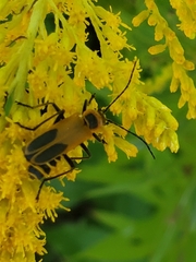 Chauliognathus pensylvanicus