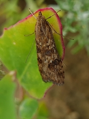 Nomophila noctuella