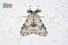 Lymantria alexandrae