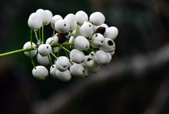 Actaea rubra neglecta