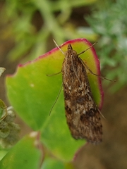 Nomophila noctuella