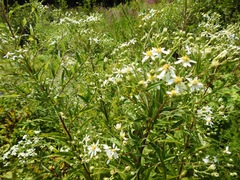 Doellingeria umbellata