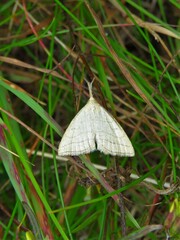 Polypogon tentacularia