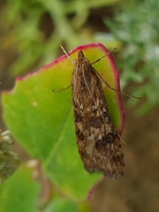 Nomophila noctuella