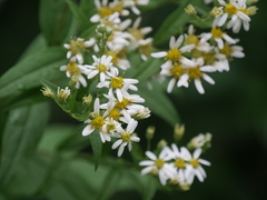 Doellingeria umbellata