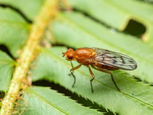 Hooded Dryomyza photo 5