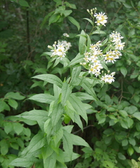 Doellingeria umbellata
