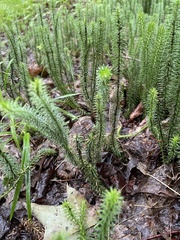 Lycopodiaceae
