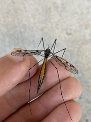 Tipula abdominalis