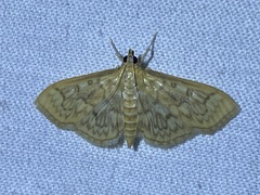 Herpetogramma
