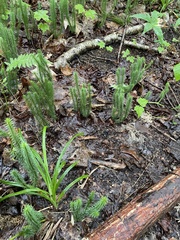 Lycopodiaceae
