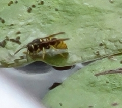 Vespula vidua